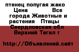 птенец попугая жако  › Цена ­ 60 000 - Все города Животные и растения » Птицы   . Свердловская обл.,Верхний Тагил г.